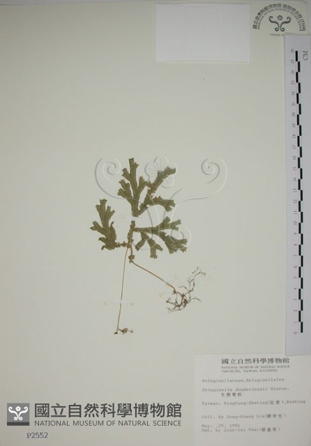 生根卷柏藏品圖，第1張