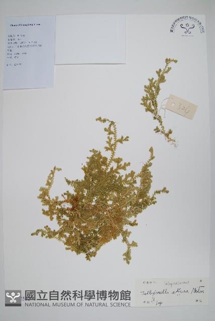 疏松卷柏藏品圖，第1張