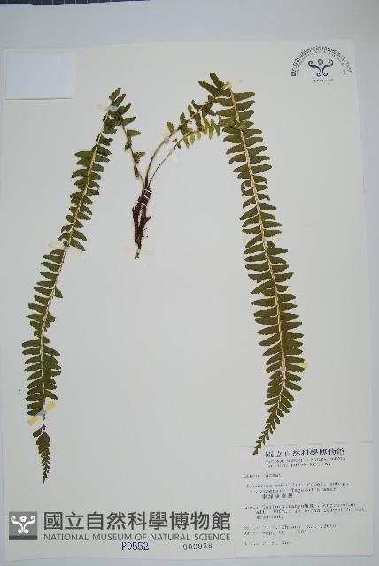 攀緣鱗始蕨藏品圖，第1張