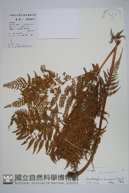 普通針毛蕨藏品圖，第1張