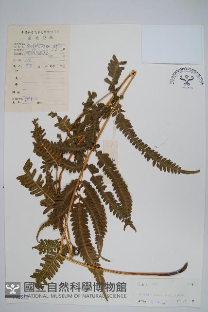 平羽鳳尾蕨藏品圖，第1張