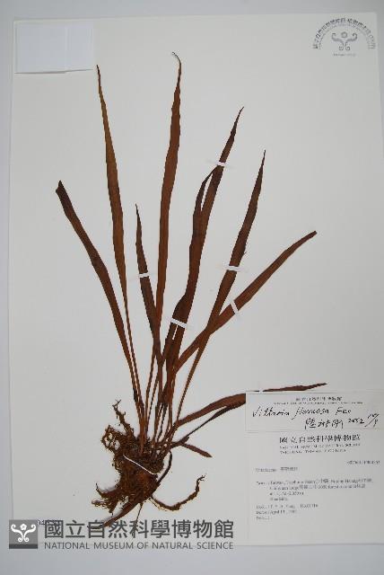 書帶蕨藏品圖，第1張