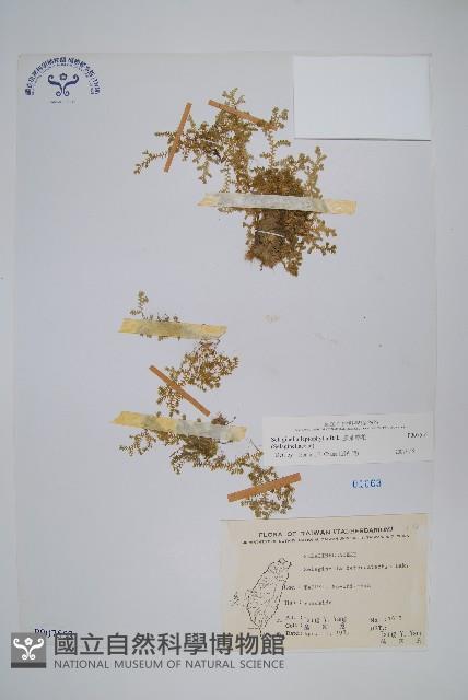 膜葉卷柏藏品圖，第1張