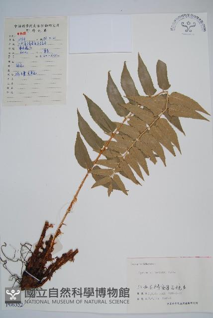 貫眾蕨藏品圖，第1張