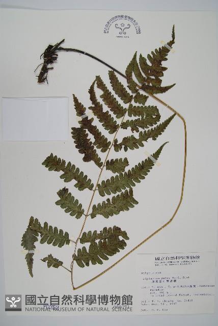 廣葉深山雙蓋蕨藏品圖，第1張