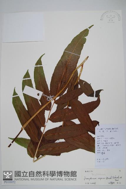 大羽葉新月蕨藏品圖，第1張