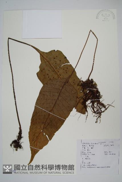 盾蕨藏品圖，第1張