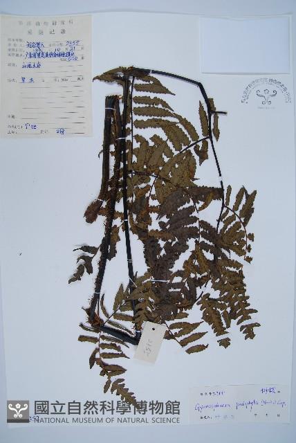 黑桫蕨藏品圖，第1張