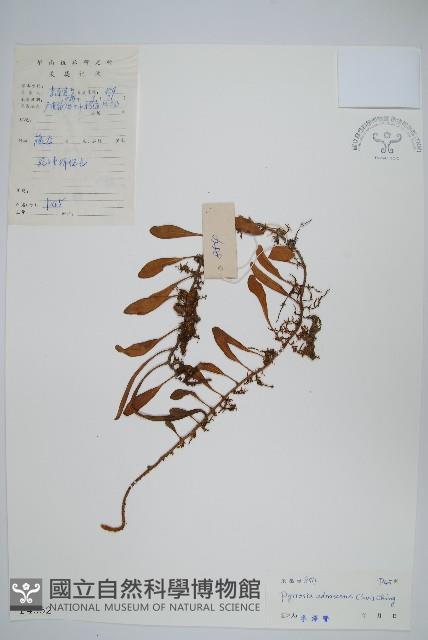 抱樹石葦藏品圖，第1張