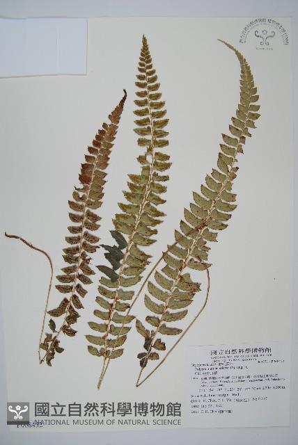 軟骨耳蕨藏品圖，第1張