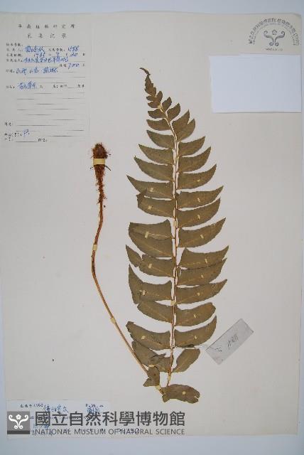 鐮羽貫眾藏品圖，第1張