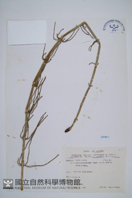 臺灣木賊藏品圖，第1張