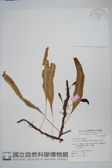 波氏星蕨藏品圖，第1張