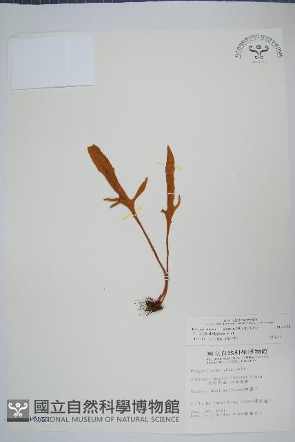 玉山石葦藏品圖，第1張