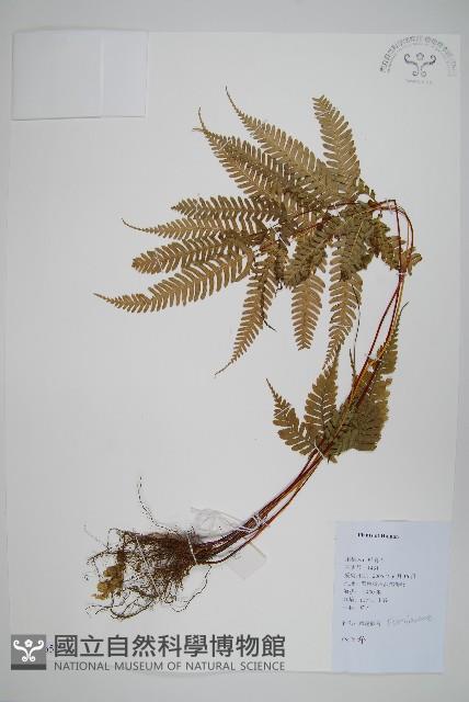 登錄號:P012652藏品圖，第1張