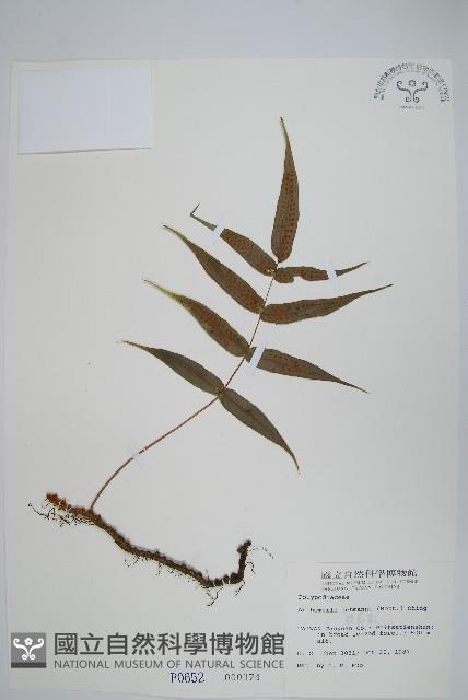 肢節蕨藏品圖，第1張