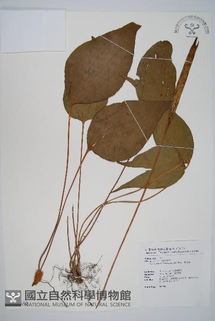 燕尾蕨藏品圖，第1張