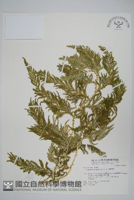 全緣卷柏藏品圖，第1張