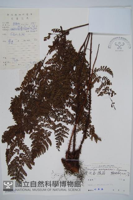 圓頭紅腺蕨藏品圖，第1張