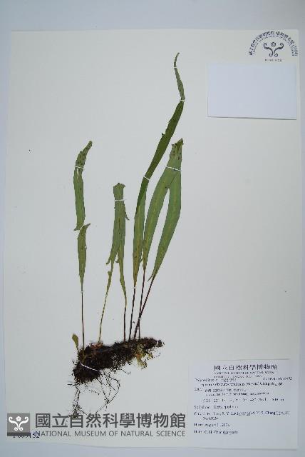 粵瓦葦藏品圖，第1張