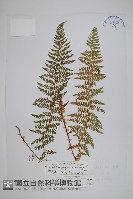 工布耳蕨藏品圖，第1張