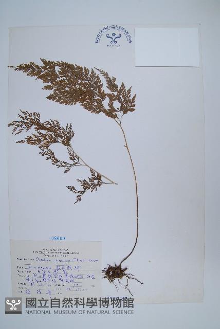 日本金粉蕨藏品圖，第1張