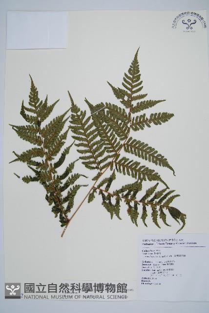 蘭嶼筆筒樹、蘭嶼桫欏藏品圖，第1張