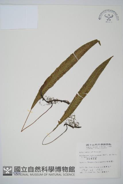 單葉雙蓋蕨藏品圖，第1張