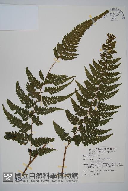 團羽鱗蓋蕨藏品圖，第1張