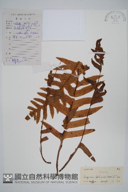 槲蕨藏品圖，第1張