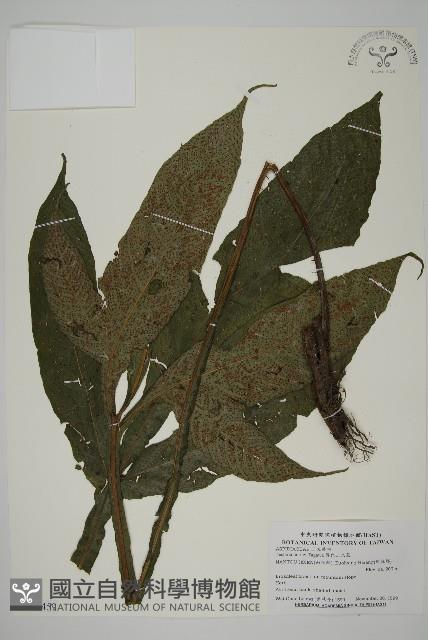 傅氏三叉蕨藏品圖，第1張