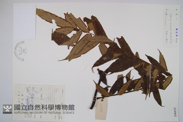 福建蓮座蕨藏品圖，第1張