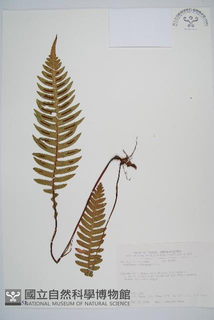 雉尾烏毛蕨藏品圖，第1張