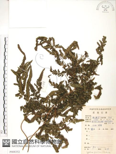 海金沙藏品圖，第1張