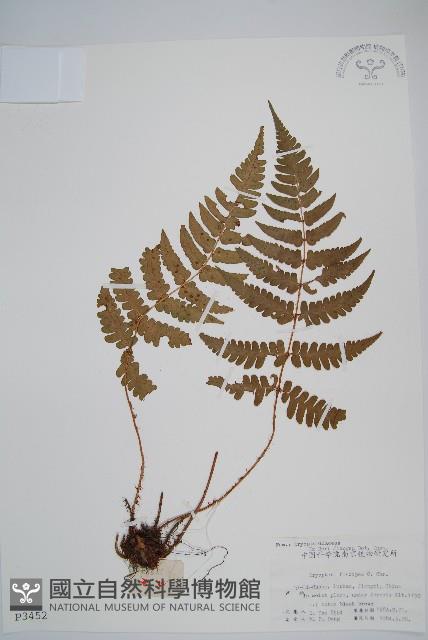 黑足鱗毛蕨藏品圖，第1張