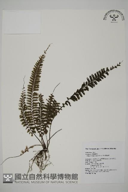 馬來鐵線蕨藏品圖，第1張