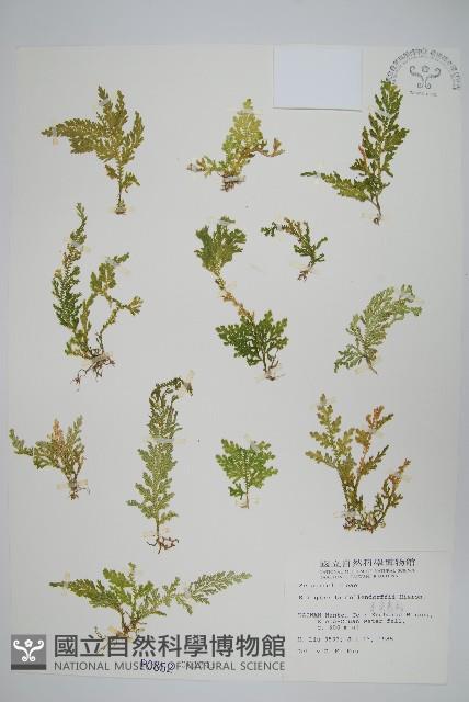 異葉卷柏藏品圖，第1張