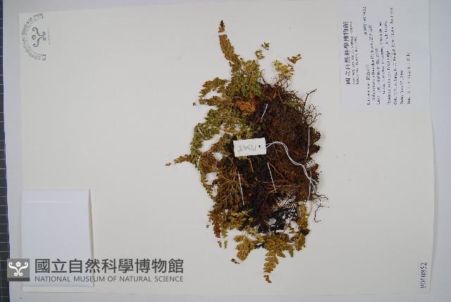 闊片烏蕨藏品圖，第1張