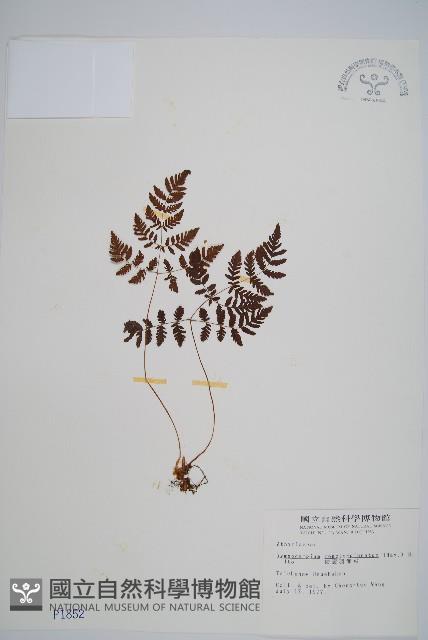 細裂羽節蕨藏品圖，第1張