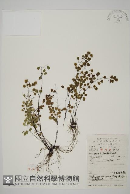 隴南鐵線蕨藏品圖，第1張