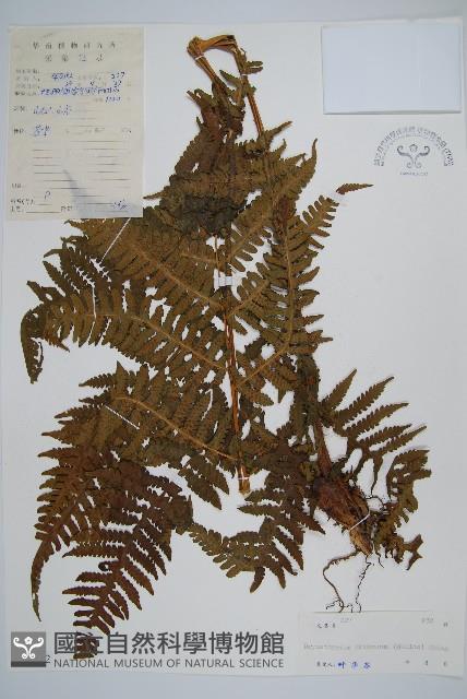 華中介蕨藏品圖，第1張