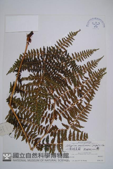 川滇蹄蓋蕨藏品圖，第1張