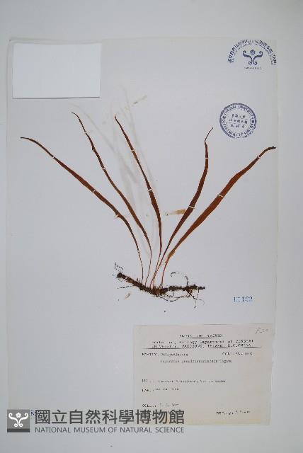 擬烏蘇里瓦葦藏品圖，第1張