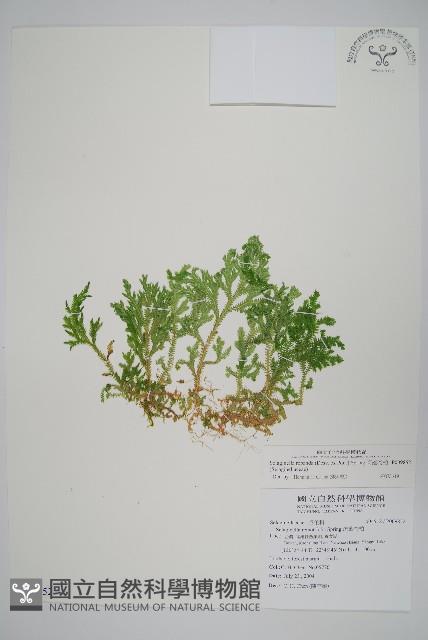 高雄卷柏藏品圖，第1張