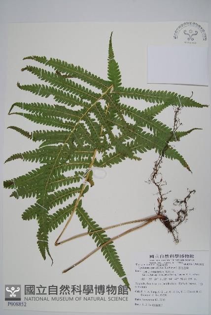 密毛毛蕨藏品圖，第1張