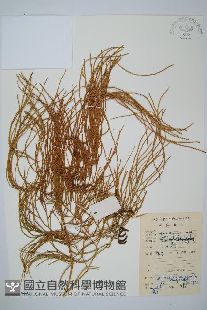 藤石松藏品圖，第1張