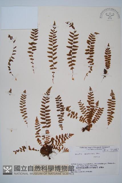 登錄號:P006252藏品圖，第1張