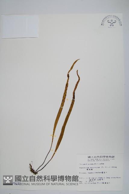 麟瓦葦、川上氏瓦葦藏品圖，第1張