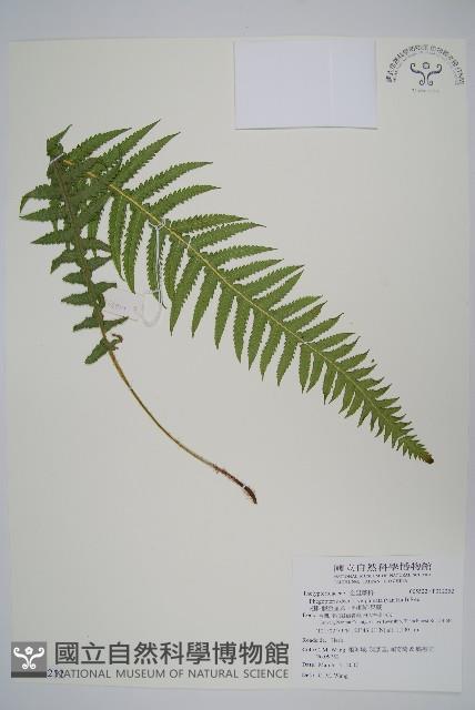 翅軸假金星蕨、短柄卵果蕨藏品圖，第1張