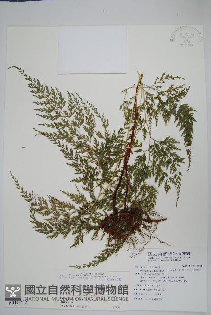 高山金粉蕨藏品圖，第1張